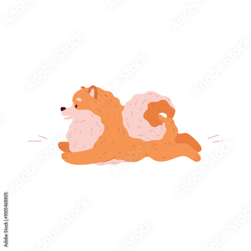 Cute Spitz dog running, Pomeranian German breed puppy, vector friendly small fluffy ginger pet, domestic canine animal