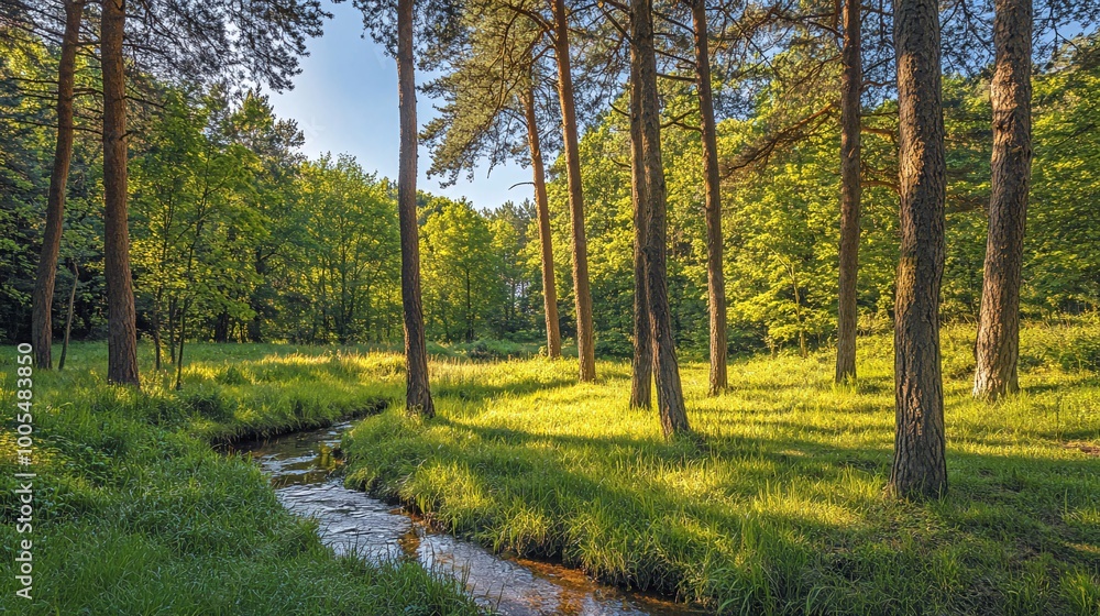 Fototapeta premium A small stream flows through a lush green forest, sunlight filtering through the tall trees.