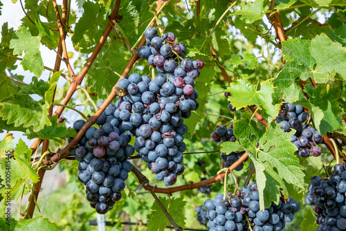 Wallpaper Mural detail of trollinger vine for tasteful red wine Torontodigital.ca