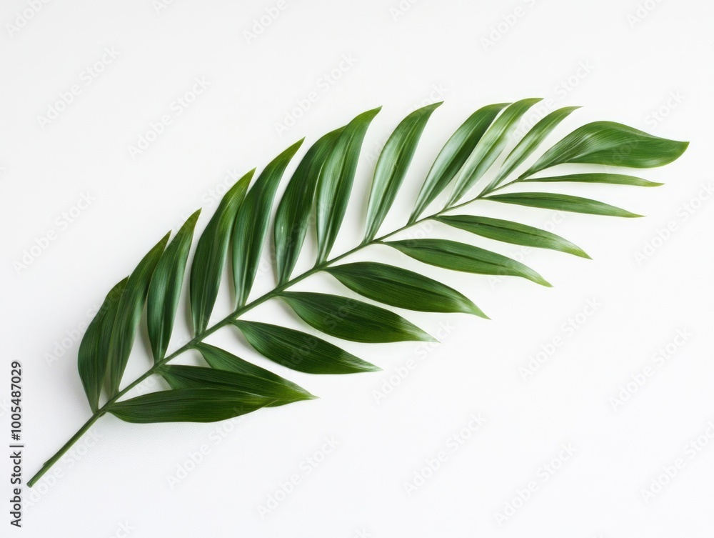 Single Green Leaf