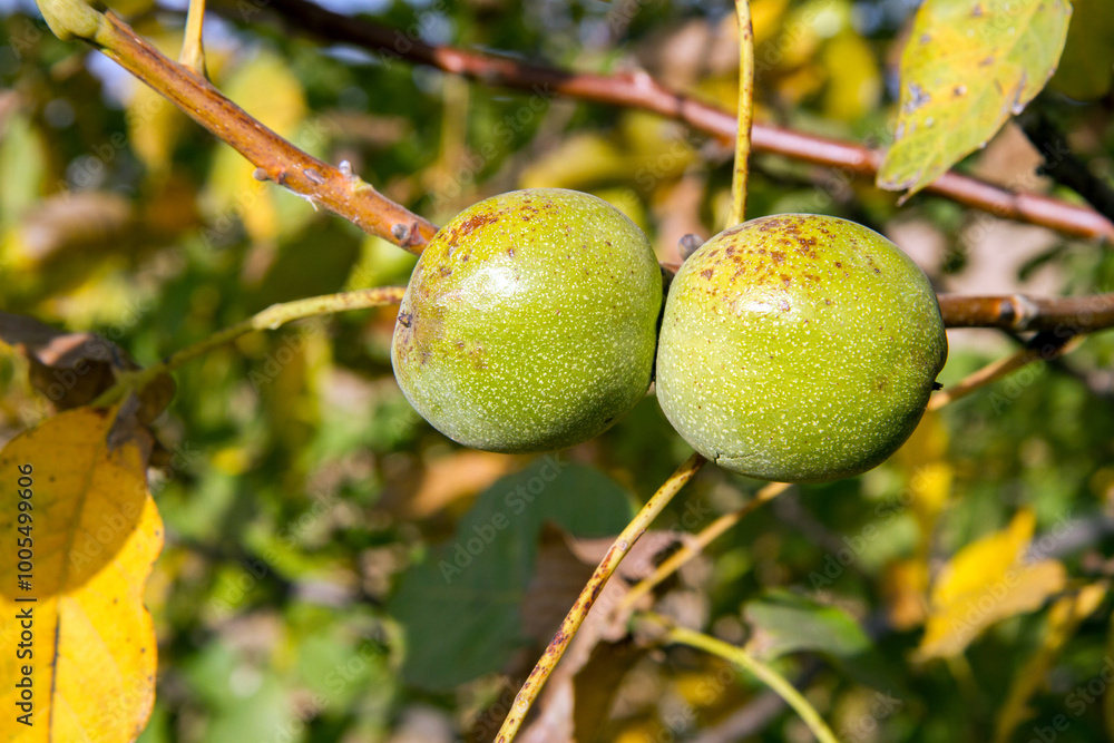 Green walnuts on a branch in the garden. Ripening of walnuts on a tree. Green walnuts on a branch in the garden. Ripening of walnuts on a tree.