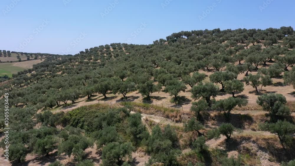 Aerial view of agricultural olive tree orchards on hills on a sunny summer day in Calabria region, Italy Aerial view of agricultural olive tree orchards on hills on a sunny summer day in Calabria region, Italy