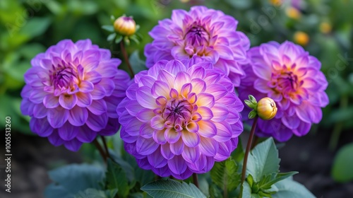 Stunning close-up of vibrant purple dahlia flowers showcasing their intricate petals in a lush garden setting, perfect for adding color and beauty to any design.