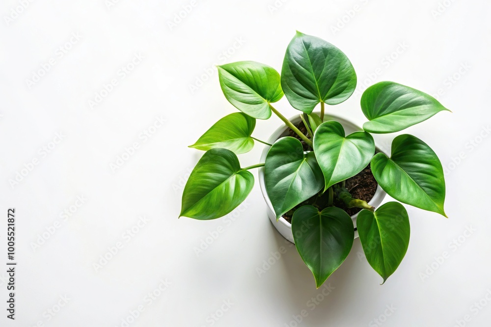 Philodendron studio shot isolated on white background bird eye view Philodendron studio shot isolated on white background bird eye view