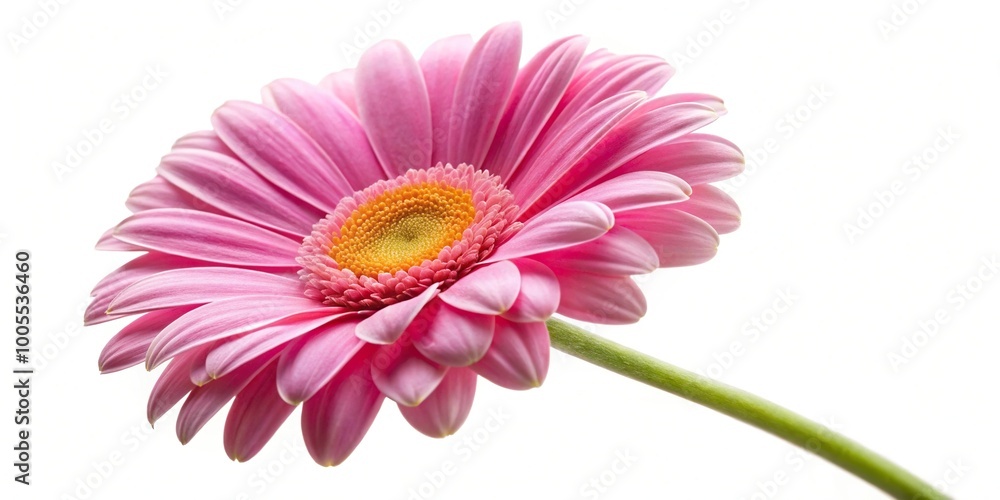 Pink marguerite daisy flower on white background with tilted angle Pink marguerite daisy flower on white background with tilted angle