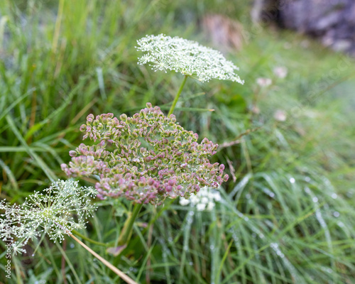 Flowers growing in the grass, Italy photo