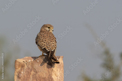 Bild auf Leinwand common kestrel or Falco tinnunculus at desert national park in Rajasthan, India
