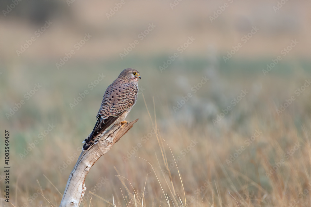common kestrel or Falco tinnunculus at desert national park in Rajasthan, India common kestrel or Falco tinnunculus at desert national park in Rajasthan, India