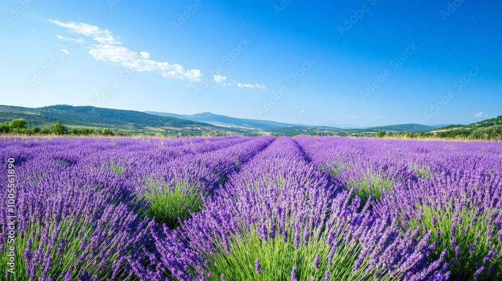 Naklejka premium A vibrant field of lavender in full bloom, stretching out under a clear blue sky. The purple flowers create a beautiful and soothing scene