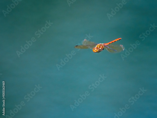 Close-up of dragonfly flying outdoors photo