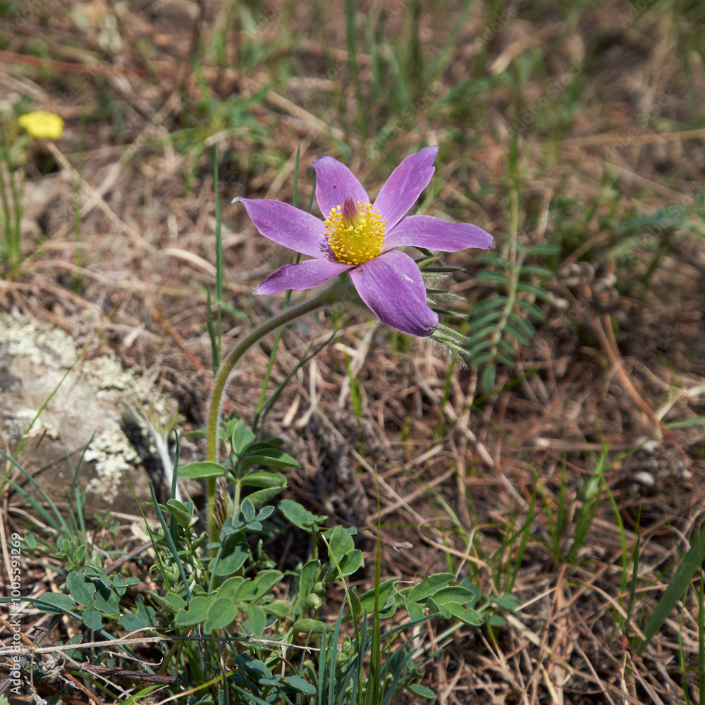 Purple Pulsatilla pasque-flower in Spring season in Altai Purple Pulsatilla pasque-flower in Spring season in Altai