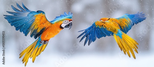 Two blue and yellow macaws flying in opposite directions against