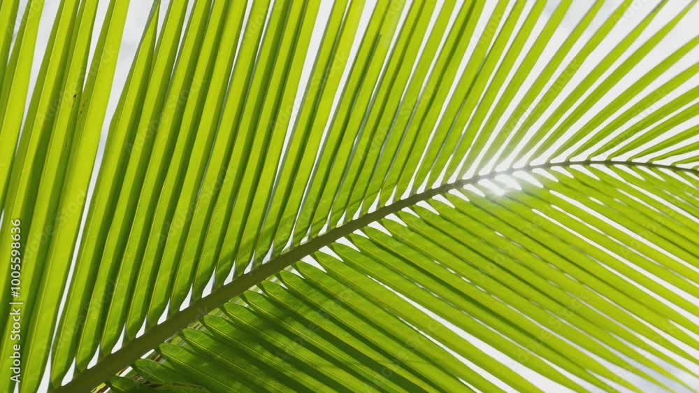 close up of leaf against summer sunshine nature background. sunbeam through coconut leaves sway wind low angle shot. close up of leaf against summer sunshine nature background. sunbeam through coconut leaves sway wind low angle shot.
