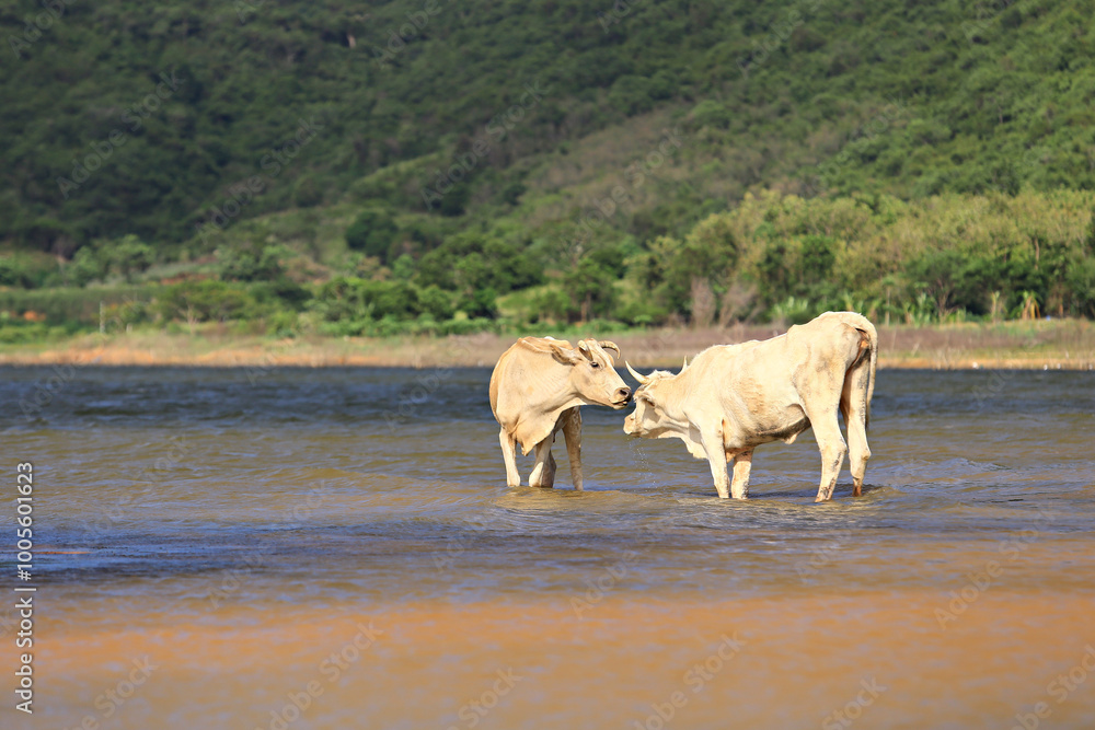 Cows stand and drink water in Khlong Bueng Reservoir. Prachuap Khiri Khan, Thailand Cows stand and drink water in Khlong Bueng Reservoir. Prachuap Khiri Khan, Thailand
