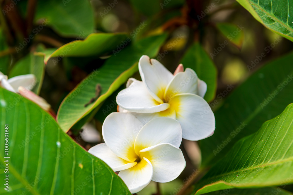 Fototapeta premium white frangipani flower