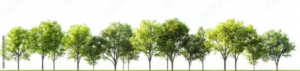 Fototapeta premium A large group of trees in a park, with green leaves against a white background