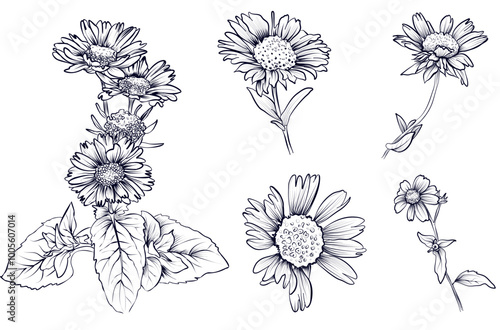 a set of hand-drawn gaillardia flowers vector illustration