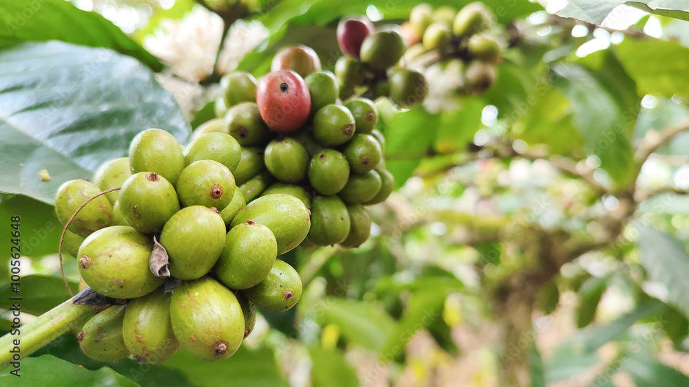 Indonesian Arabica coffee tree, in Curup Bengkulu the most superior coffee Indonesian Arabica coffee tree, in Curup Bengkulu the most superior coffee