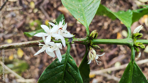 Flowers of Arabica and Robusta tree in Coffee plantation, Indonesian Arabica coffee tree, in Curup Bengkulu the most superior coffee photo