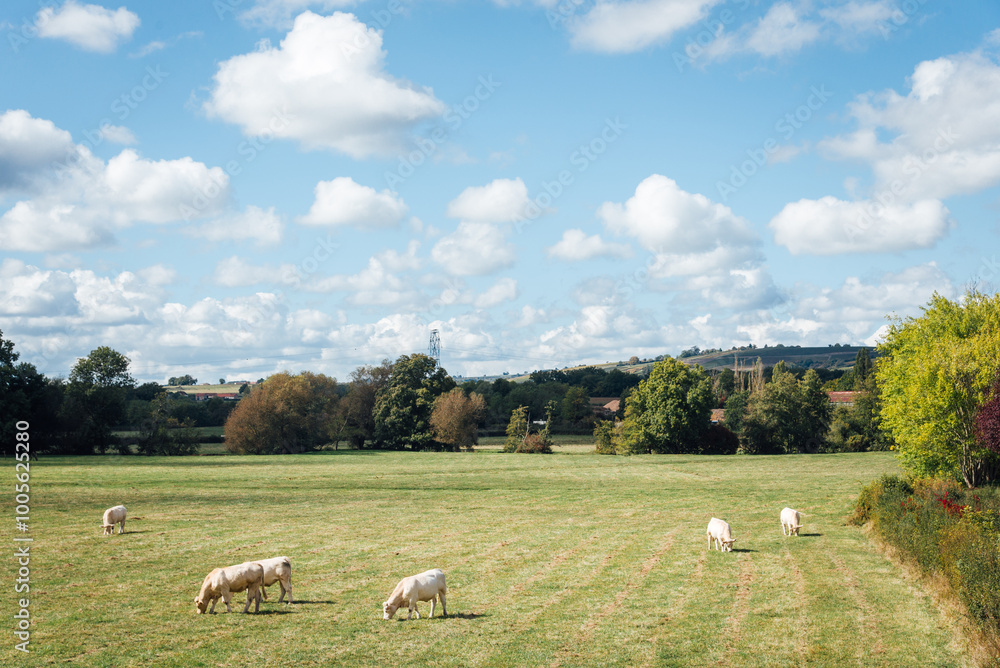 Fototapeta premium vaches dans un pré. élevage bovin dans un pré. troupeau de vaches et de génisses dans un champ en été. Paysage rural france. Paitre dans un pré