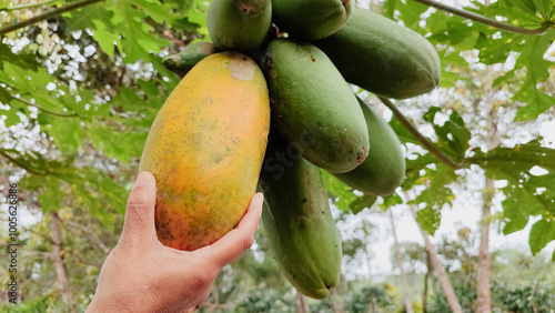 Foto Papaya, Pawpaw, Melon tree (Carica papaya L