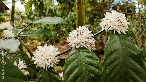 Flowers of Arabica and Robusta tree in Coffee plantation, Indonesian Arabica coffee tree, in Curup Bengkulu the most superior coffee photo