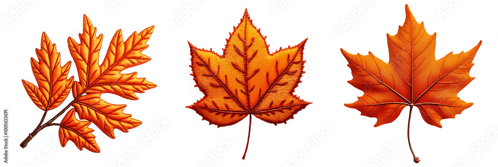 Fototapeta premium Orange Autumn Maple Leaves Isolated On White, Autumn Leaves, Colorful Fall Concept