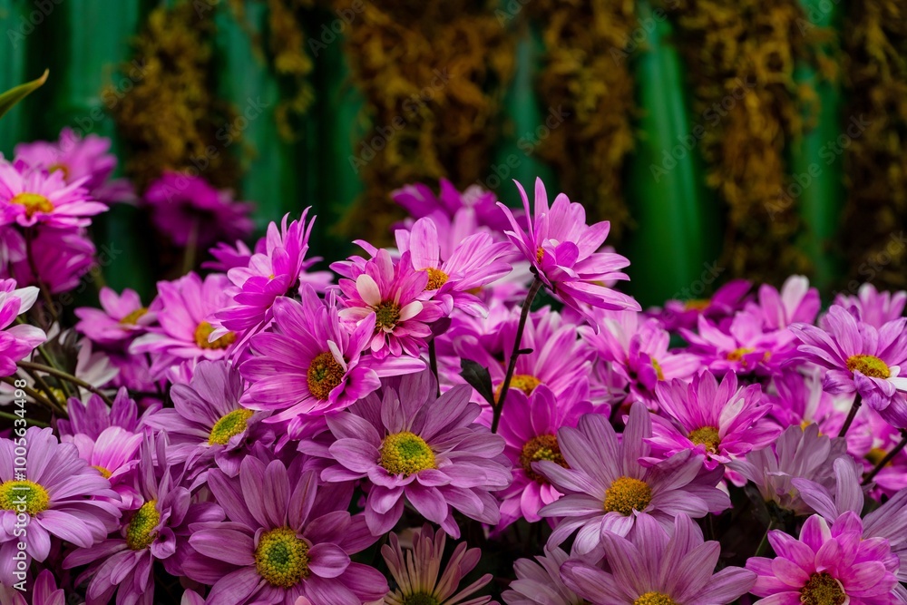 Pink Daisies Close Up Against Green Background Pink Daisies Close Up Against Green Background