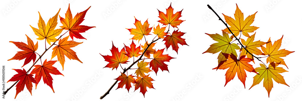 Orange Autumn Maple Leaves Isolated On White, Autumn Leaves, Colorful Fall Concept Orange Autumn Maple Leaves Isolated On White, Autumn Leaves, Colorful Fall Concept