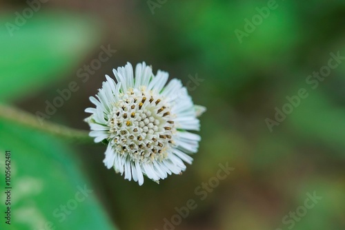 eclipta prostrata flower pattern in garden or False Daisy flower pattern background photo