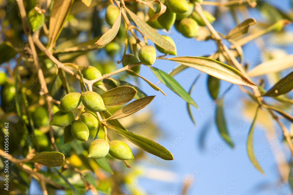 Olive tree branch with green olives. Olive grove. Olive tree branch with green olives. Olive grove.