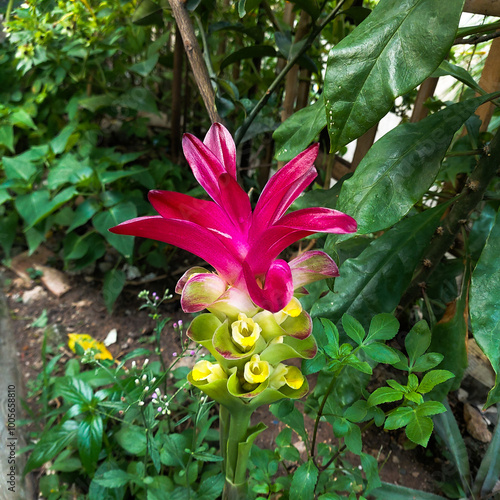 Turmeric flower with purplish red color