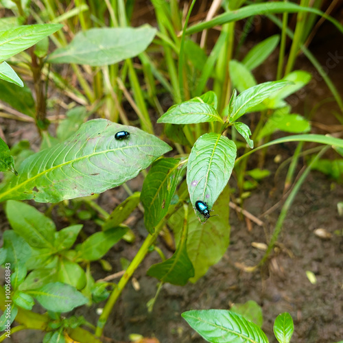 A blue beetle lands on a leaf
