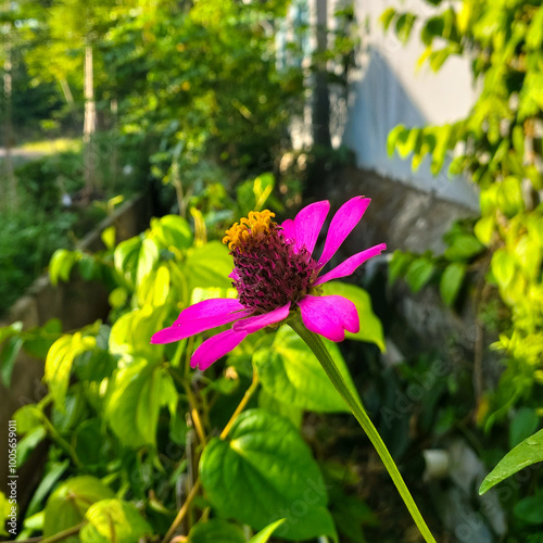 Purple Zinnia Flowers