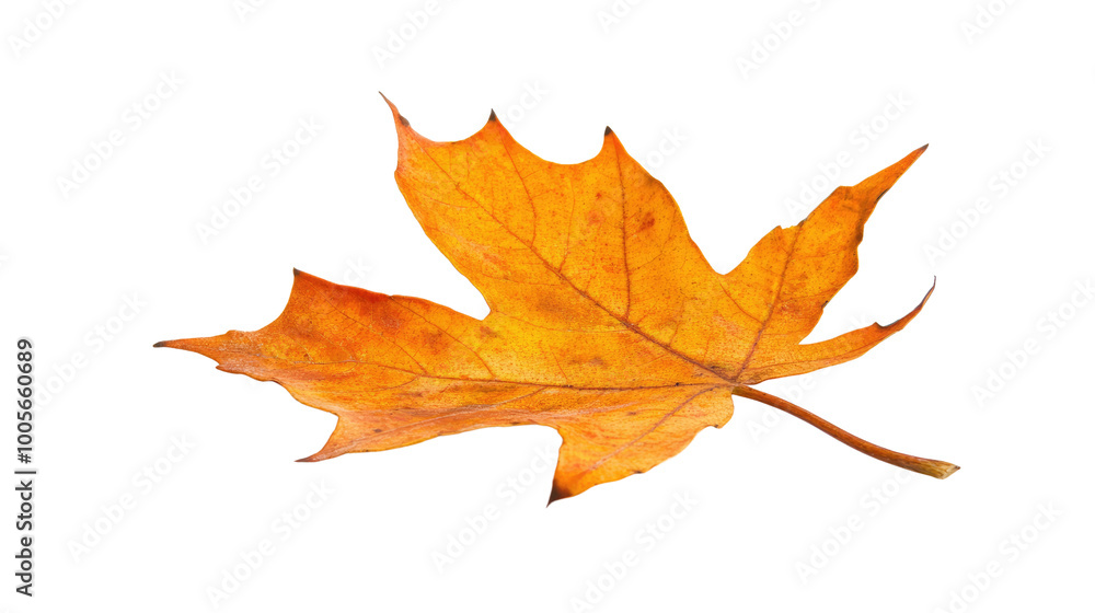 autumn leaves on a transparent background autumn leaves on a transparent background
