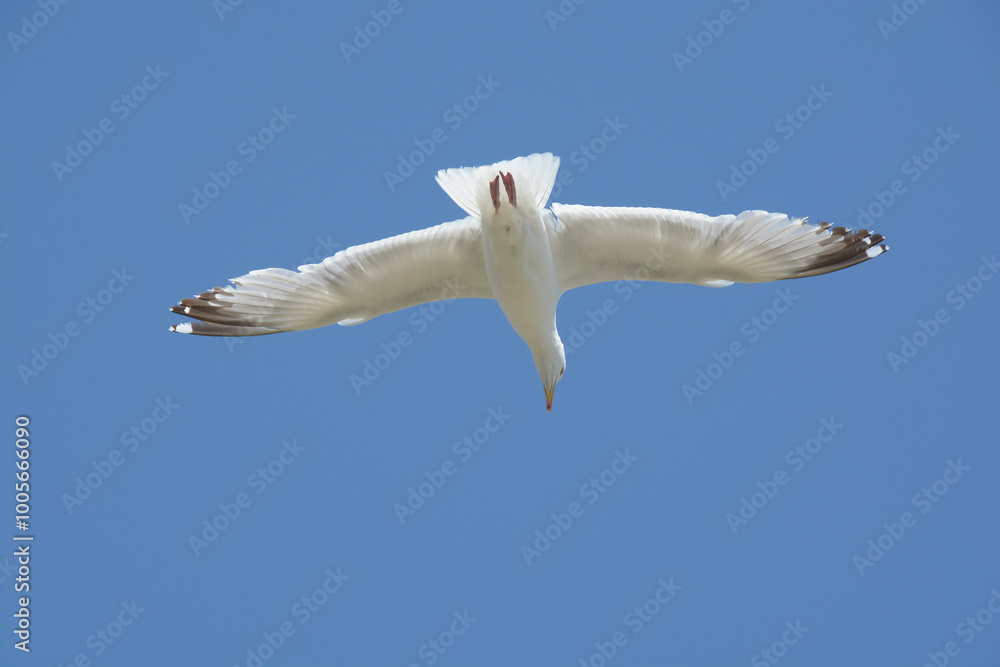 Obraz premium Goéland argenté - Bretagne - France