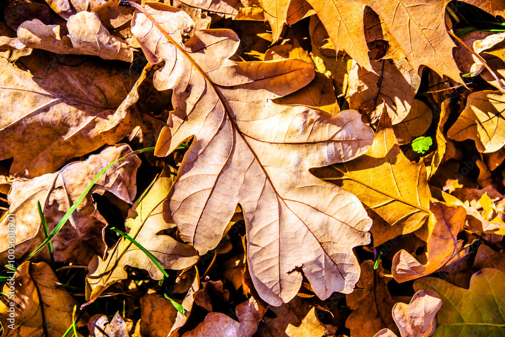Autumn background-oak leaves fallen leaves lying on the grass Autumn background-oak leaves fallen leaves lying on the grass