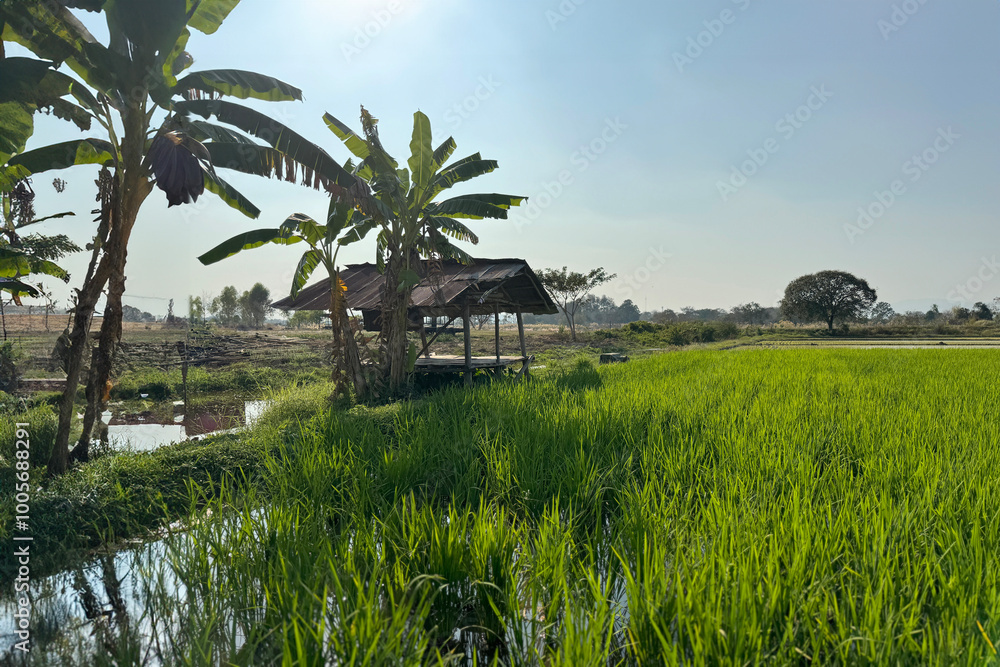 Serene Thai Rice Field with Traditional Wooden Shelter and Banana Trees in a Peaceful Countryside Setting on a Sunny Day Serene Thai Rice Field with Traditional Wooden Shelter and Banana Trees in a Peaceful Countryside Setting on a Sunny Day