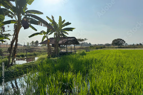 Serene Thai Rice Field with Traditional Wooden Shelter and Banana Trees in a Peaceful Countryside Setting on a Sunny Day