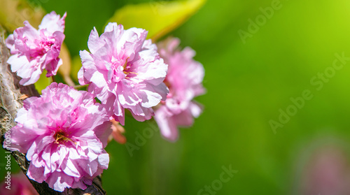 Japanese cherry blossoms on a green natural background 