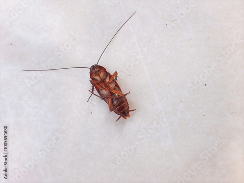dead cockroaches upside down on the floor