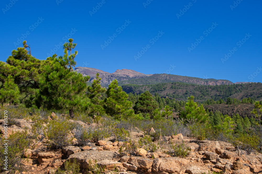 The view of the pine forests around The view of the pine forests around