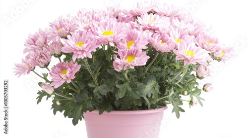 Wallpaper Mural Blooming Beauty - Close-Up of Vibrant Potted Chrysanthemum on White Background Torontodigital.ca