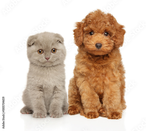 Poodle Puppy and Scottish Fold Kitten Sitting Together