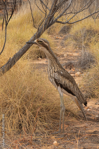 Bush stone-curlew or bush thick-knee Burhinus grallarius, at Bungle Bungles, Purnululu National Park photo