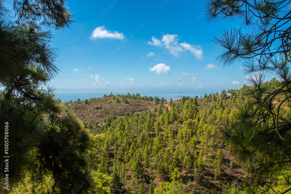 The view of the pine forests around The view of the pine forests around