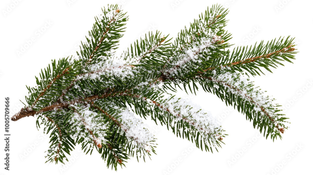 conifer twig with snow on a transparent background conifer twig with snow on a transparent background