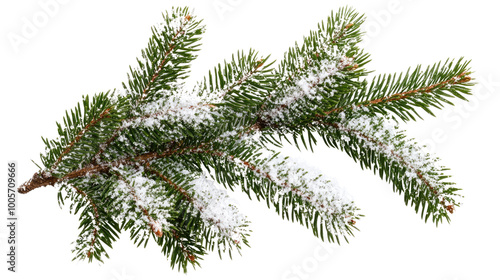 conifer twig with snow on a transparent background