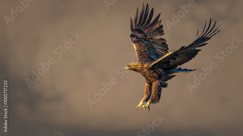 Golden eagle - Aquila chrysaetos