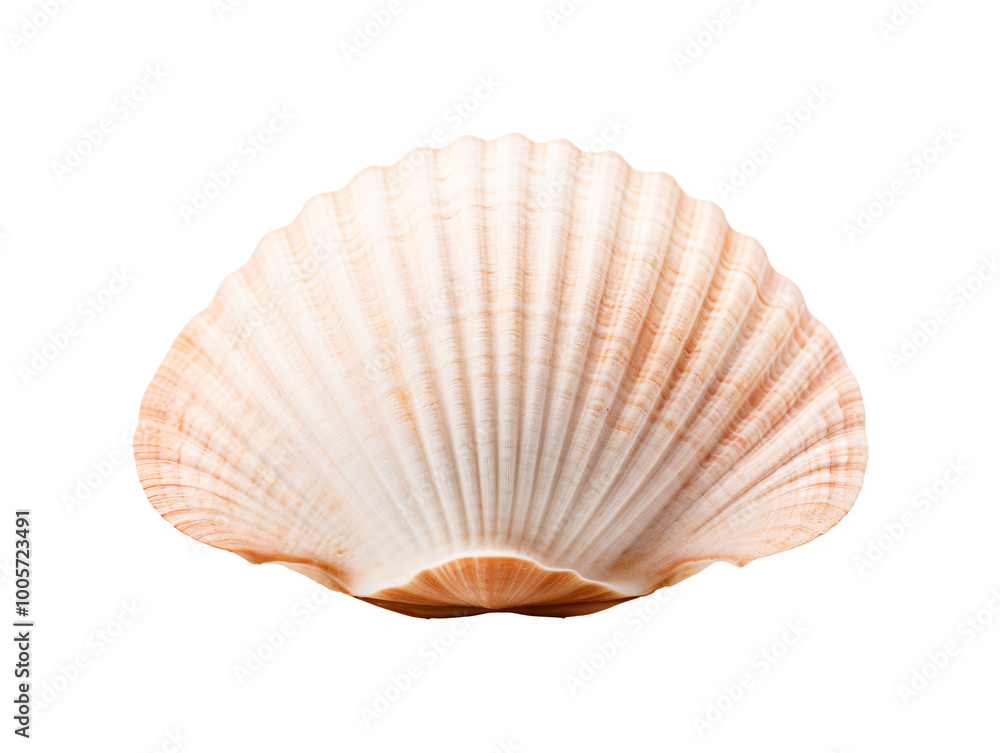 a close up of a shell a close up of a shell